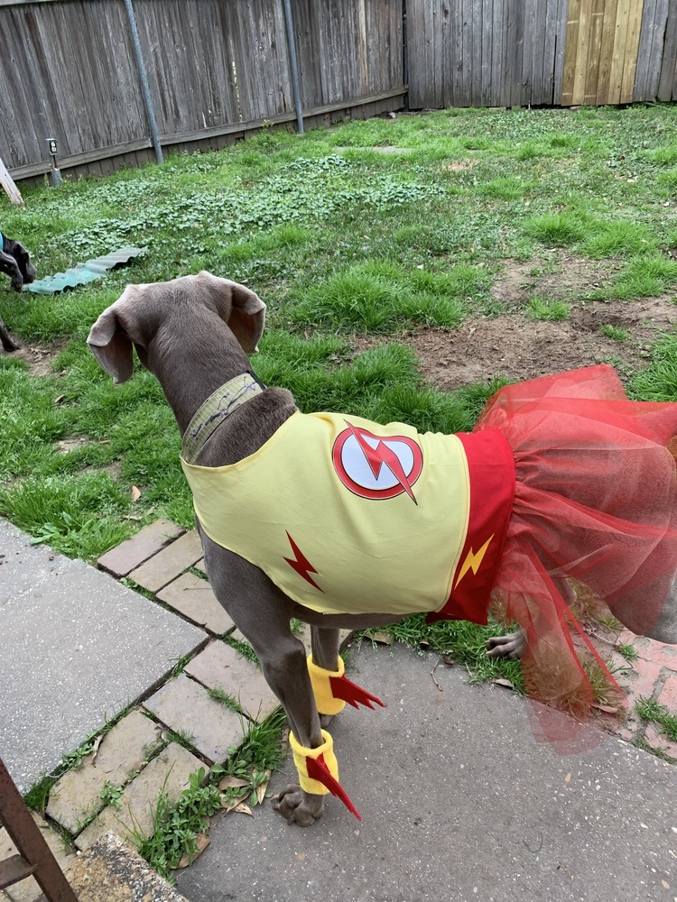 Swing Design Product Reviews